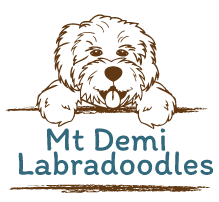 Mt Demi Labradoodles