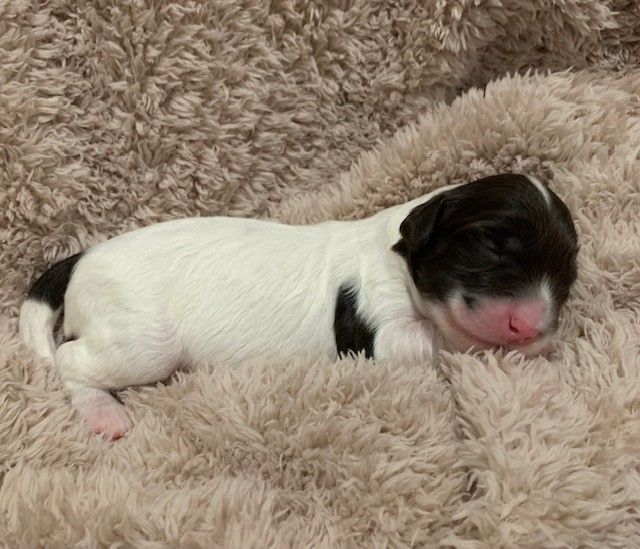 Puppies - Mt Demi Labradoodles