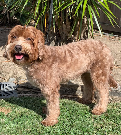 Chino Mt Demi Labradoodles