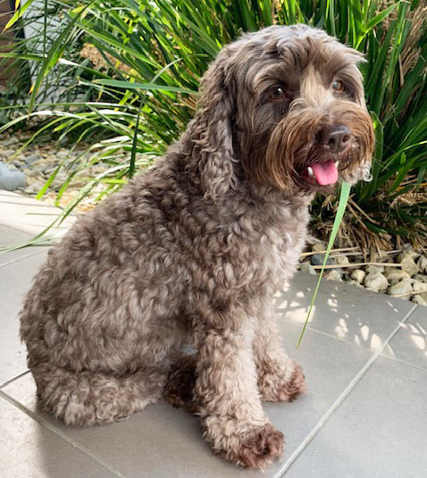 Seven Mt Demi Labradoodles